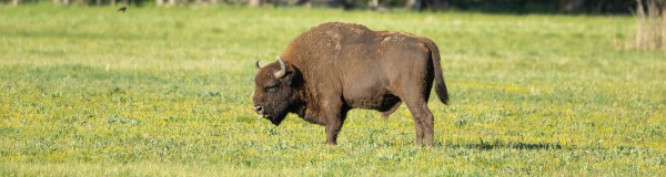 Bialowieza, Polònia 2027