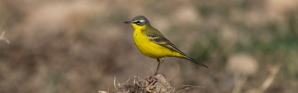 Primavera al Delta del Llobregat