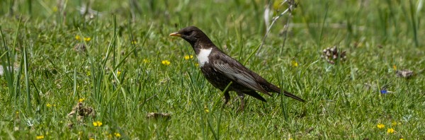 Pirineu a la Vall de Núria