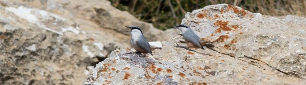 Geòrgia (Caucas sud)
