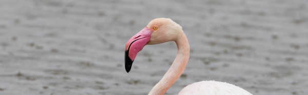 La tardor al Delta de l'Ebre