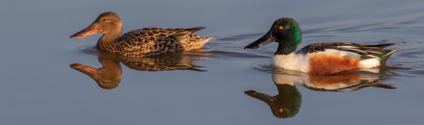 Hivernants als Aiguamolls de l'Empordà