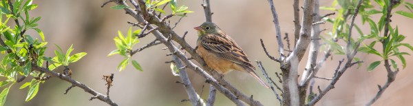 Plana de Lleida primaveral