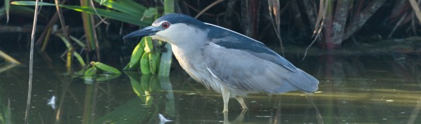 La tardor al Delta de l'Ebre