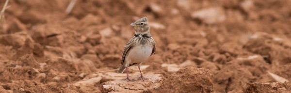 Aus estepàries d'Aragó