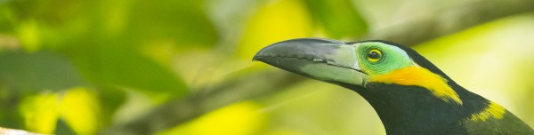 PERU - Cajamarca, Abra Patricia i Plataforma