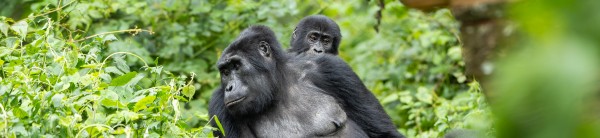Uganda 