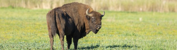 Bialowieza, Polònia 2027 II
