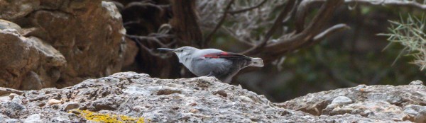 Muntanya de Montserrat