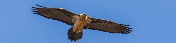 Serra de Boumort